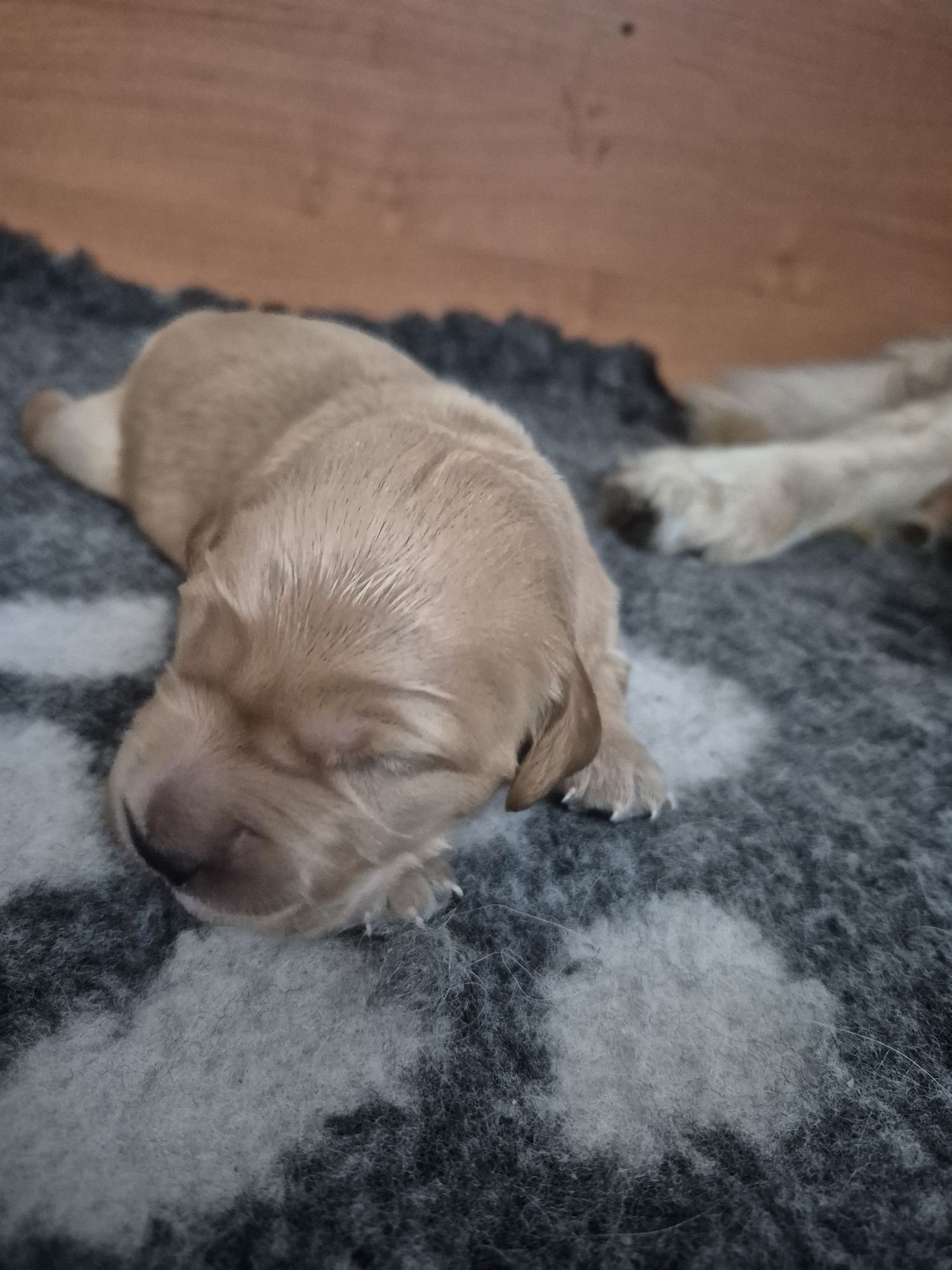 Golden Retriever – ciemnozłoty piesek szuka kochającego domu