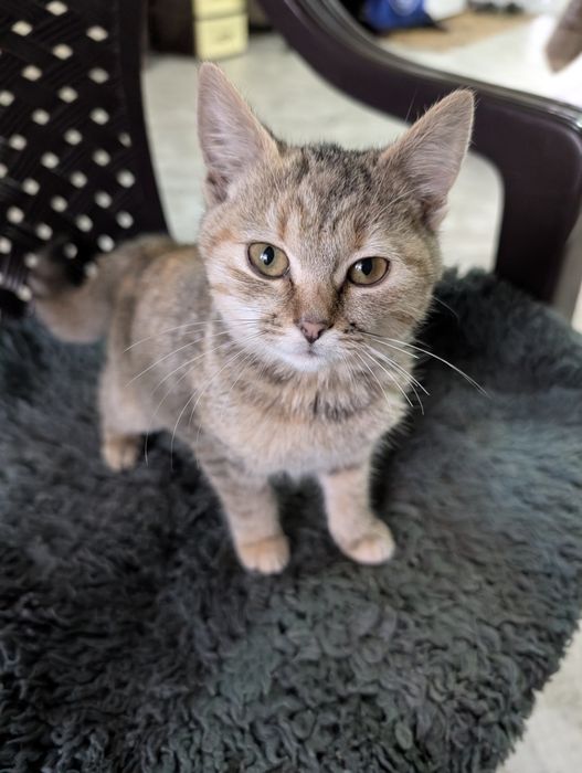 Кошенята в Крюківщині. Можемо підвезти куди буде зручно.