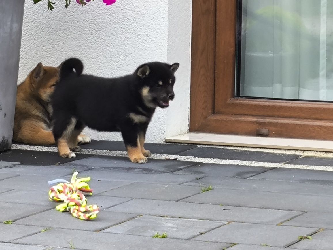 Sprzedam pieska shiba inu