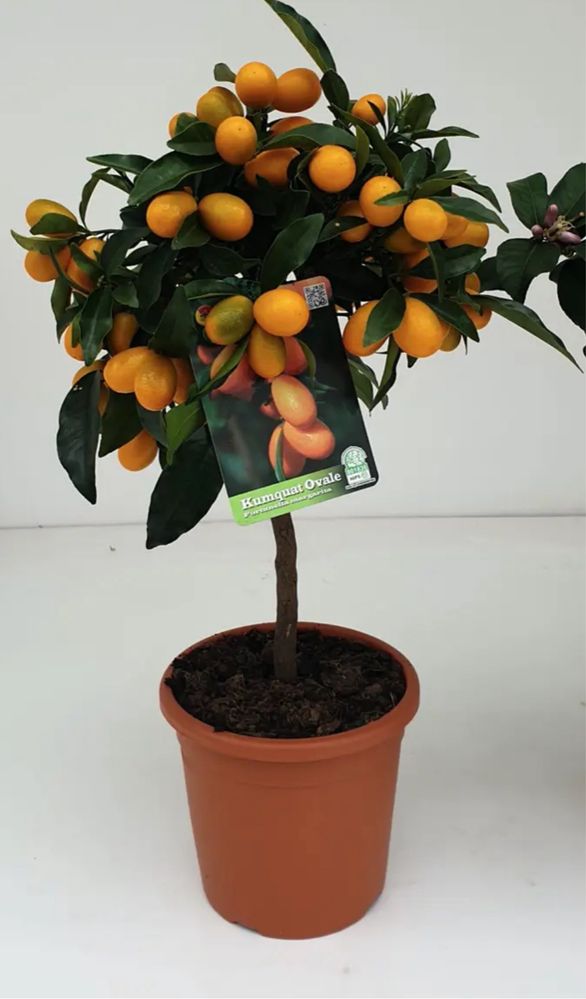 Citrus Japonesa Kumquats Portes grátis