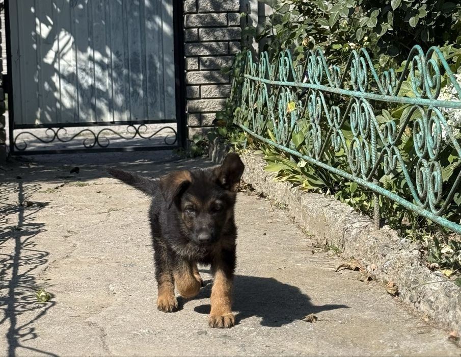 Цуценята німецької вівчарки