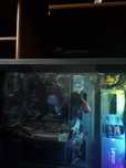 Pack Pc gamer + monitor