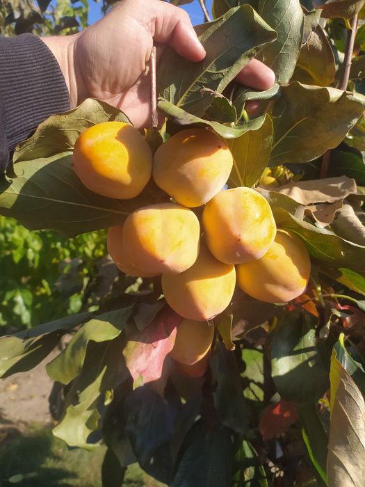 Хурма.  Щеплена хурма