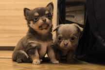 Chihuahua długowłosy Czekoladowy  pies