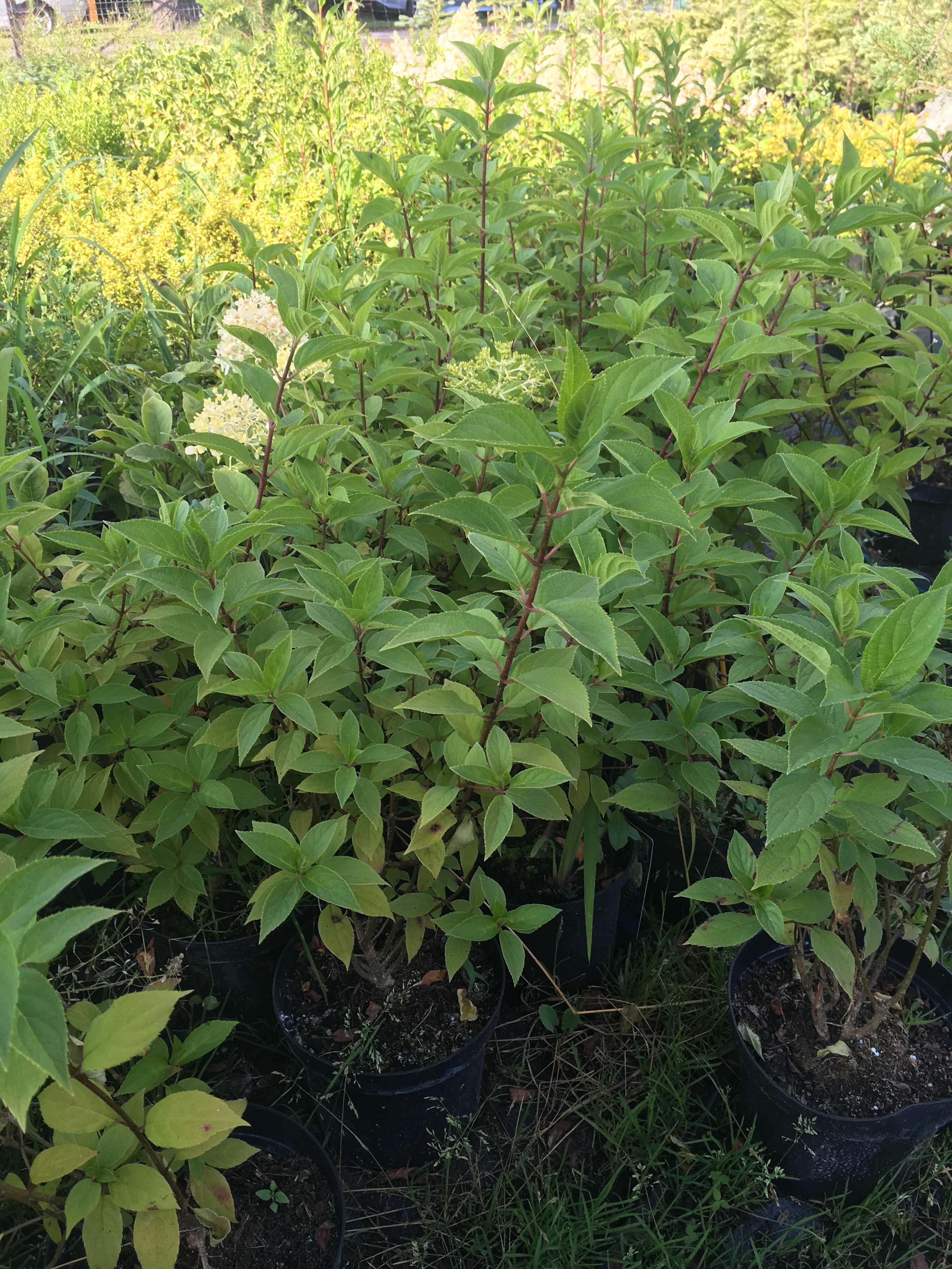 Hortensja Hydrangea pan. 'Limelight' PBR do 100cm