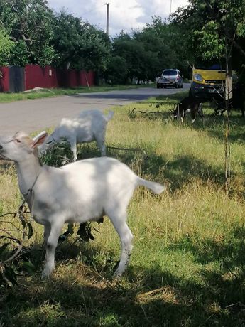 Продам коз, породисті,генетично безрогі,коза дає 3літри молока в день