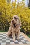 Cocker spaniel do adopcji
