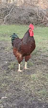 Kogut Rhode Island Red (karmazyn)