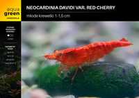 Krewetki Neocardinia davidi var. Red Cherry