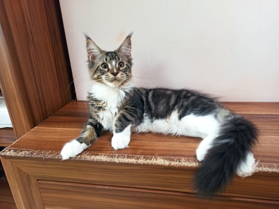 Maine Coon-kocurek po Championie