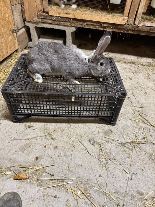 Samica olbrzym belgijski