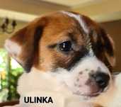 Jack Russell Terrier. Gładkowłosa suczka.
