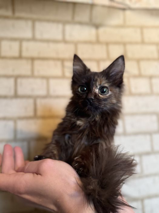 Віддам кошенят у добрі руки