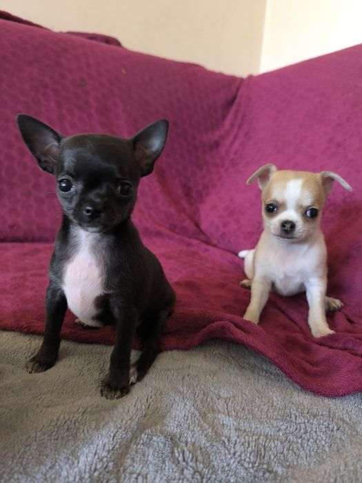 Suczka chihuahua krótkowłose