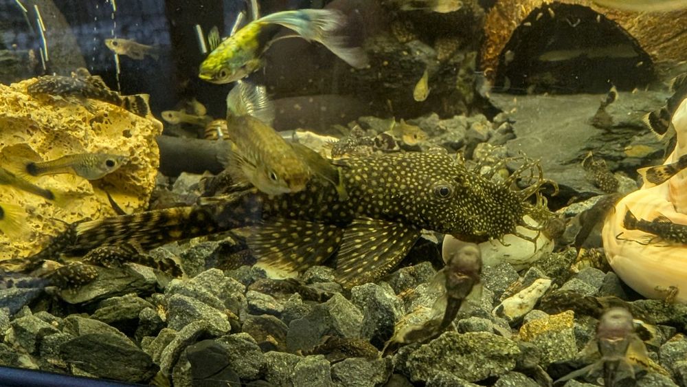 Para glonojadów zbrojnikow niebieskich dorosłe