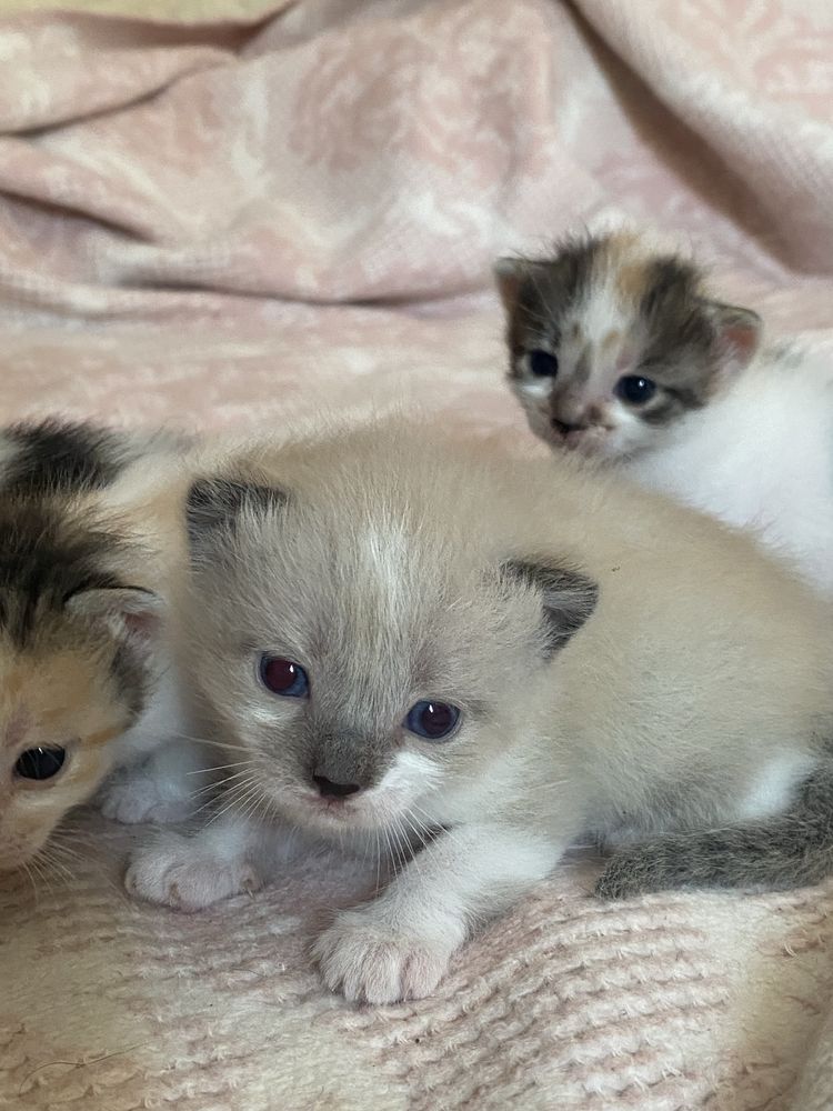 Кошенята шукають люблячі сімʼї