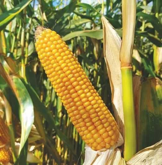 Nasiona kukurydzy i kukurydza CASANDRO (Optiplus)