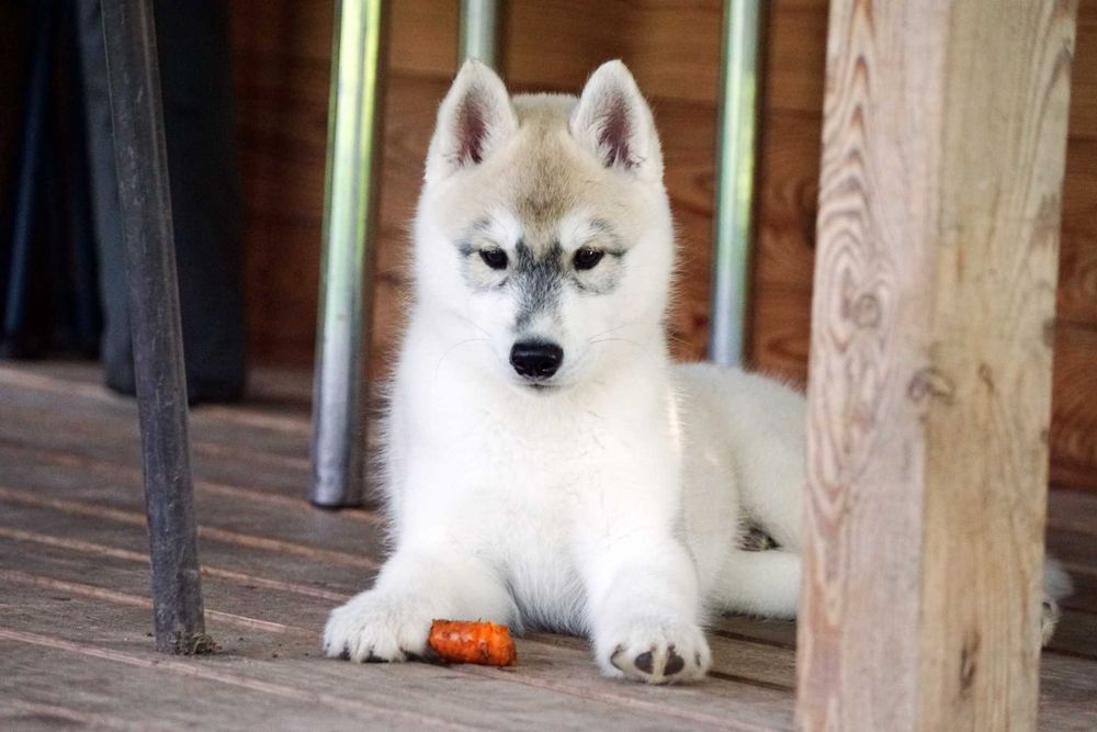 Szczenięta piesek husky z rodowodem ZKwP / FCI