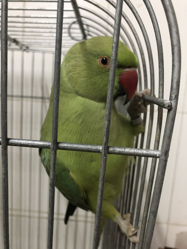 ring neck macho verde