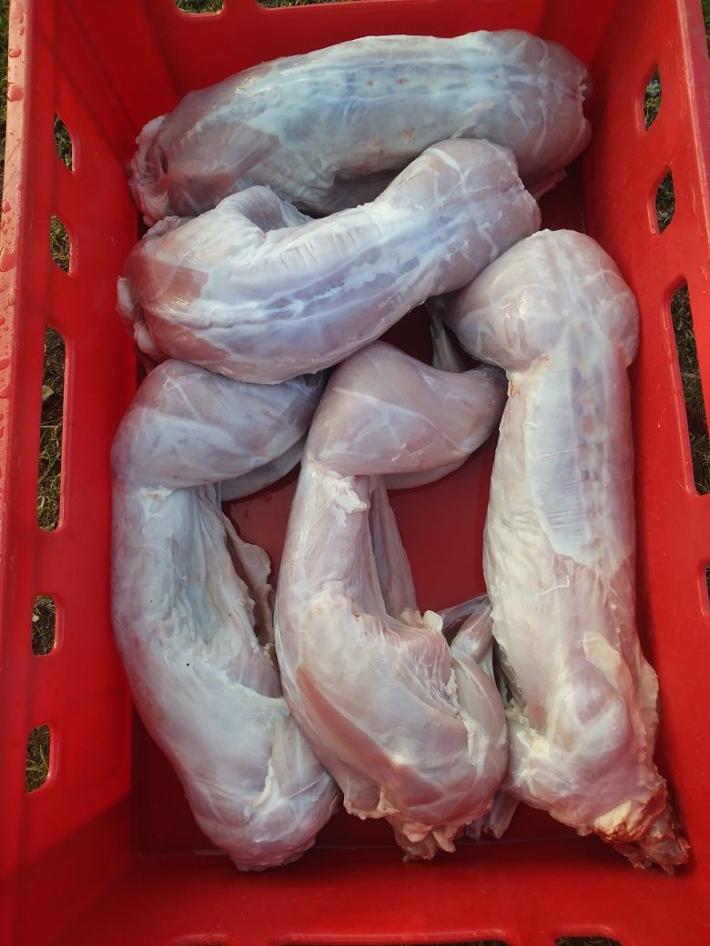 Tuszki królika krolik samiecc samce Mlode kroliki mieszance 3kilo sztu