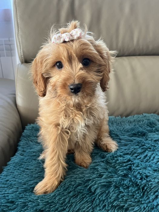 Cudowna suczka cavapoo do odbioru