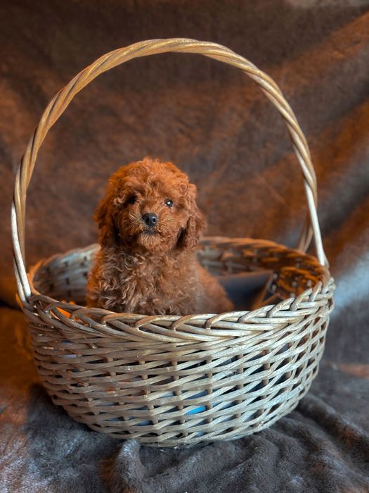 Idealna Suczka pudel toy red brown badania SZKOLENIE wyprawka rodowód