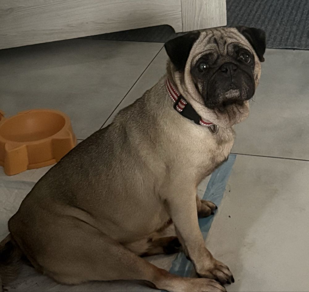 Mops mopsik mops