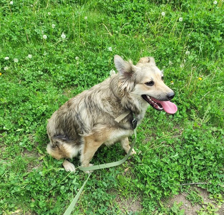 Допоможіть мені знайти прихісток!
