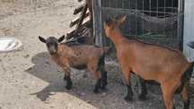 Casal de cabrãs anãs com cria