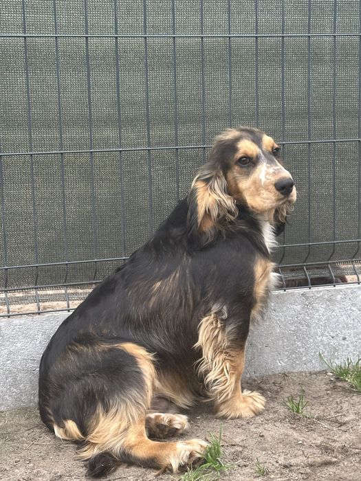 Cocker spaniel chłopiec