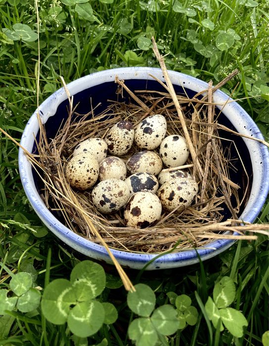 Інкубаційні перепелині яйця