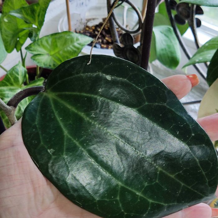 Хойя Латіфолія, зріз визрівшого вузла. Вкорінені запитуйте.