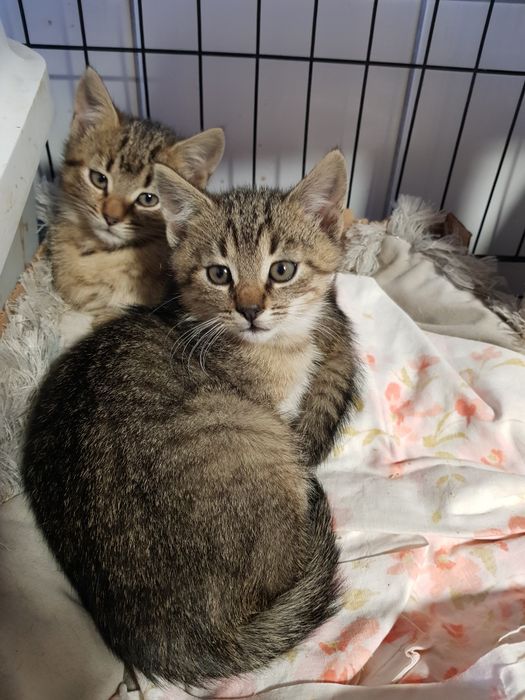 Tajga i Tajgere, 2 miesięczne kociaki czekają na dom