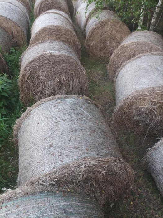 Siano w belach sprzedam