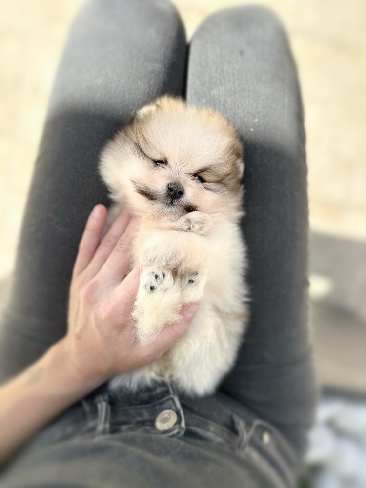 Lulu da pomerânia com LOP,  linhagem Russa, spitz alemão anão