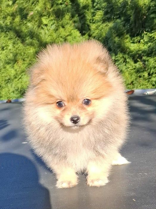 Szpic miniaturowy Pomeranian