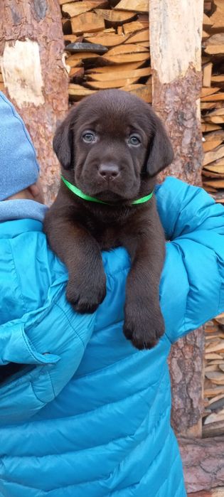 Лабрадор Ретрівер цуценята від розплідника