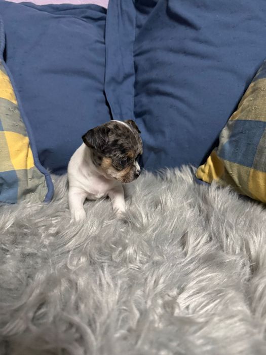 Menino Chihuahua merle tri color