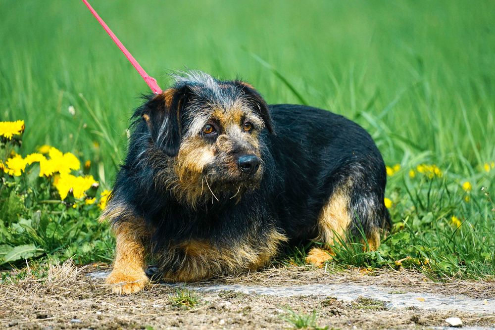 LASTKA - śliczna, niewielka, szorstkowłosa sunia