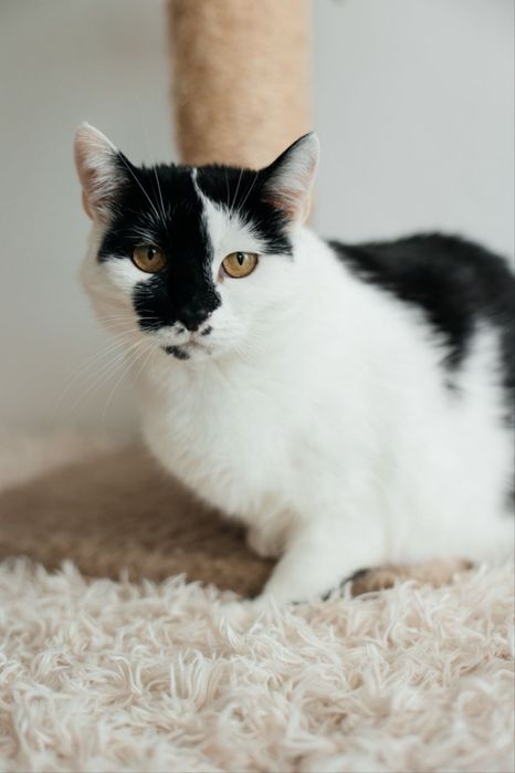 Кішечка у хороші руки