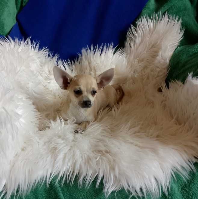Chihuahua chłopiec
