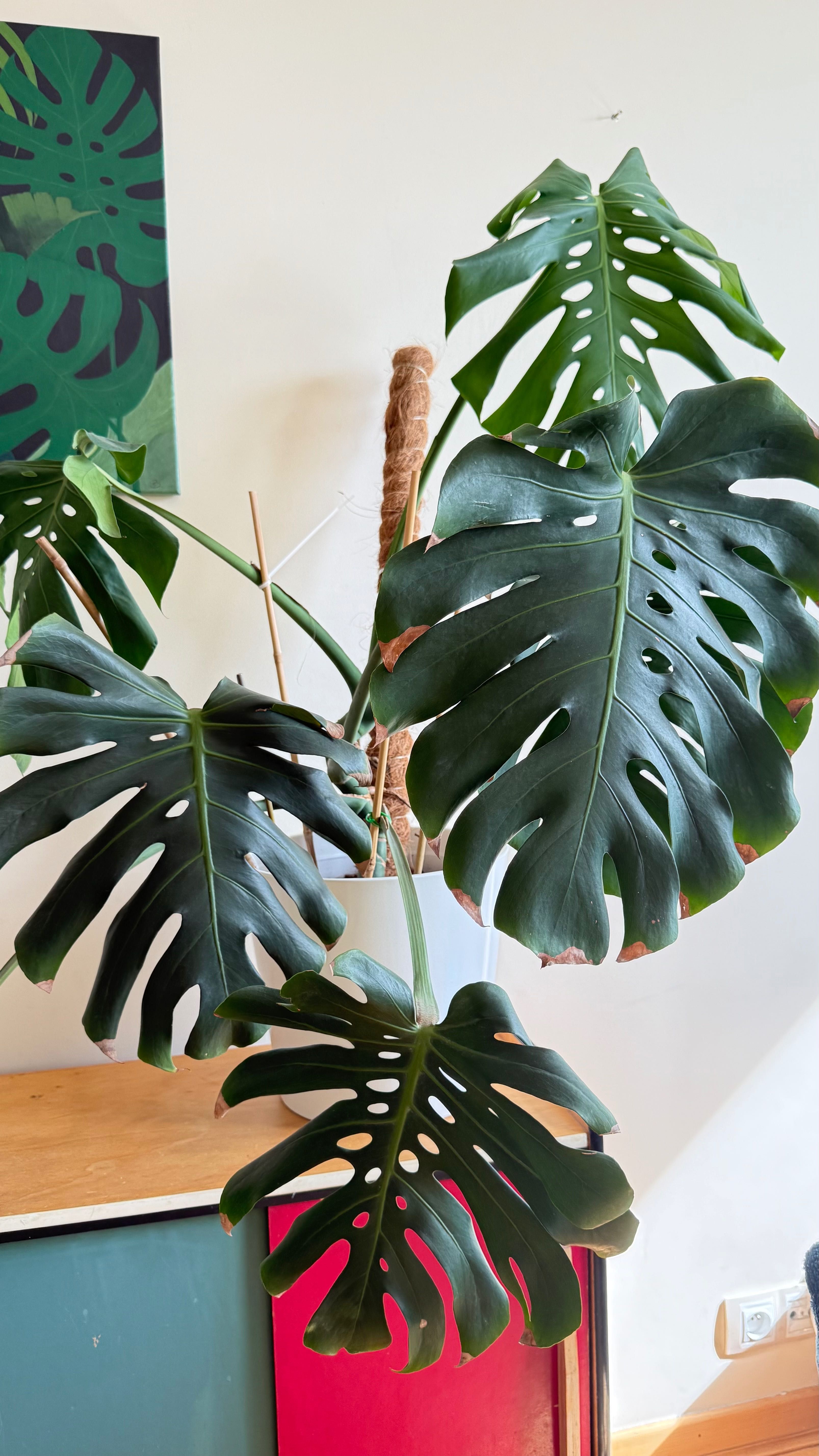 Monstera kwiat bez doniczki