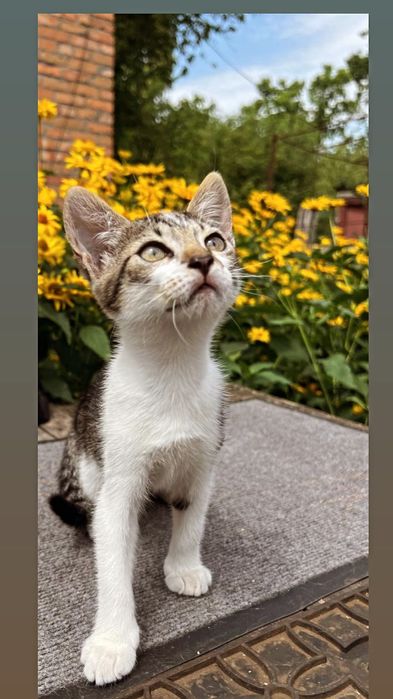 Віддам смугасте кошеня, дівчинка, 3,5 місяці