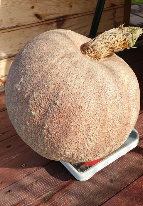 11 kg. Dynia duża na halloween. Odbiór osobisty w Lesznie.