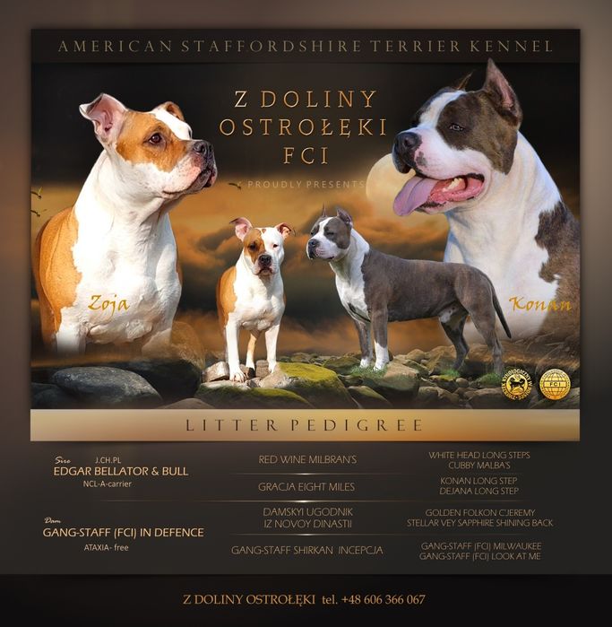 American Staffordshire Terrier- Amstaff FCI AMERICAN STAFFORDSHIRE TE