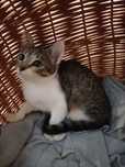 Do adopcji 4 misięczna kotka