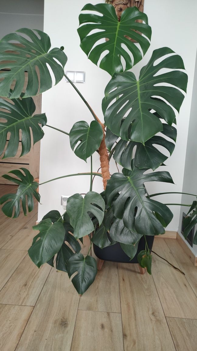 Monstera w donicy piękna 150 cm