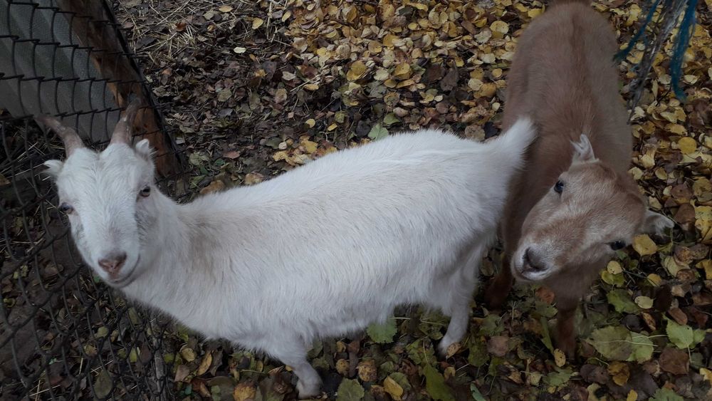 Кози породисті. Ламанчі