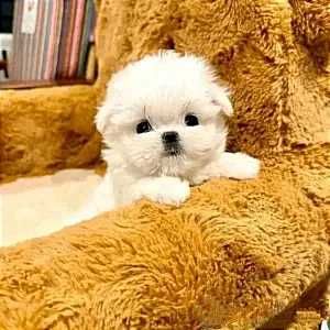 Дівчинка ті-кап мальтіпу Ф1, плюшевий медвежа