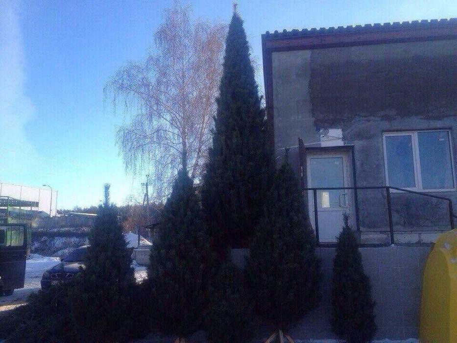 Ялинка набірна жива сосна (гостомель горенка буча ірпінь ворзель київ)